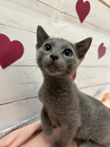 子猫