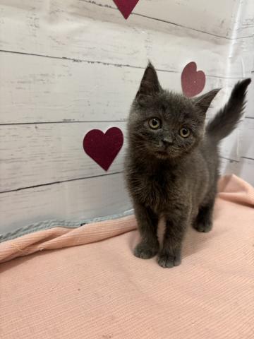 子猫