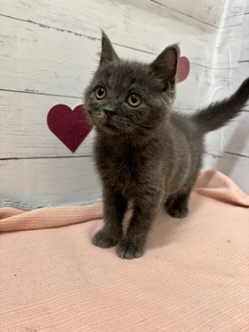 子猫