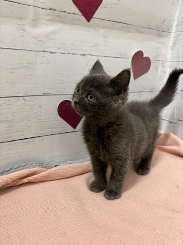 子猫
