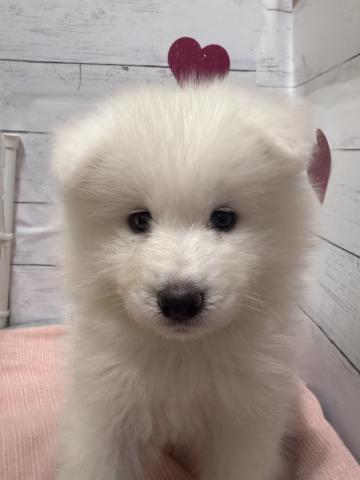サモエド子犬