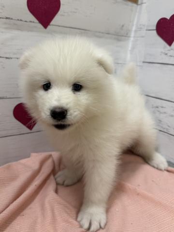 サモエド子犬