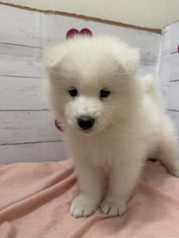 サモエド子犬