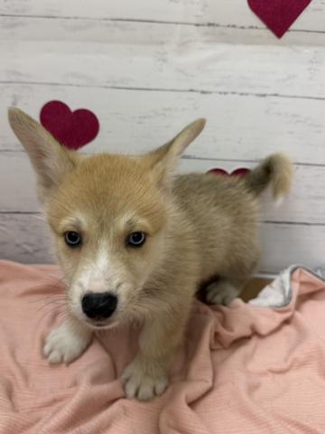 MIX子犬