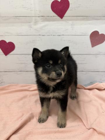 柴犬子犬