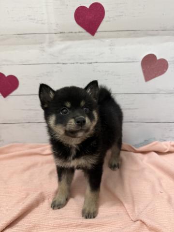 柴犬子犬
