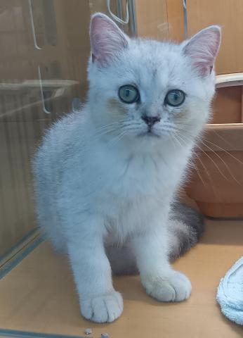 新潟県のミヌエット (ペットアミ 六日町店/2026年5月31日生まれ/男の子/チンチラシルバー)の子猫の2枚目の画像