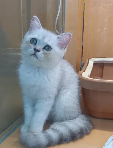 新潟県のミヌエット (ペットアミ 六日町店/2026年5月31日生まれ/男の子/チンチラシルバー)の子猫の4枚目の画像