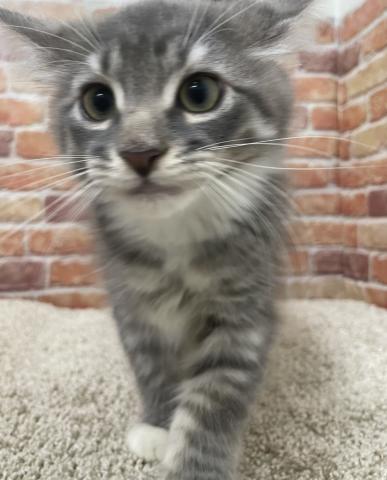 ノルウェージャンフォレストキャット