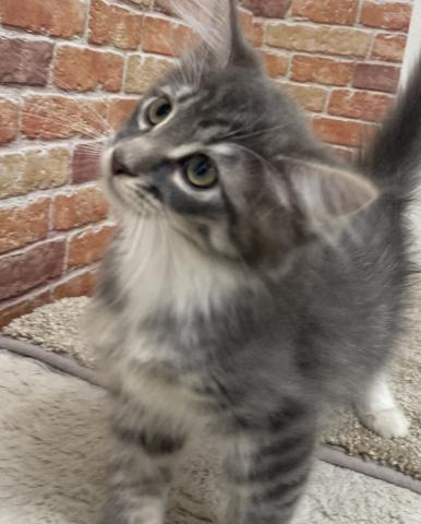 ノルウェージャンフォレストキャット