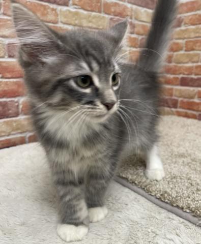 ノルウェージャンフォレストキャット