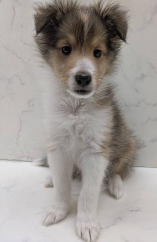 シェットランドシープドッグ