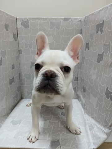 富山県のフレンチブルドッグ (ペットアミ宮野店/2026年3月15日生まれ/男の子/クリーム)の子犬の1枚目の画像