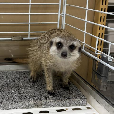 ミーアキャット