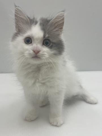 新潟県のラガマフィン (ペットアミ 新発田店/2026年6月7日生まれ/男の子/ブルータビーホワイト)の子猫の1枚目の画像