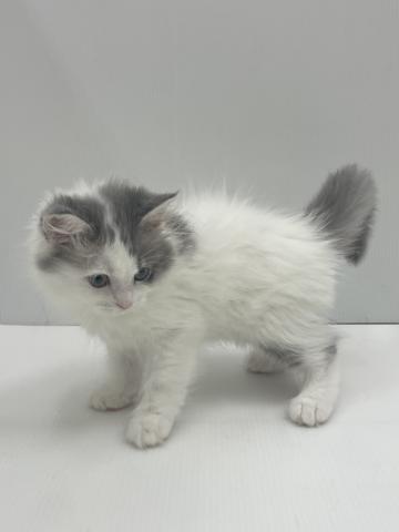 新潟県のラガマフィン (ペットアミ 新発田店/2026年6月7日生まれ/男の子/ブルータビーホワイト)の子猫の2枚目の画像