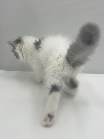 新潟県のラガマフィン (ペットアミ 新発田店/2026年6月7日生まれ/男の子/ブルータビーホワイト)の子猫の4枚目の画像
