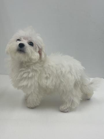 新潟県のハーフ犬・ミックス犬 (ペットアミ 新発田店/2026年6月12日生まれ/女の子/ホワイト)の子犬の2枚目の画像