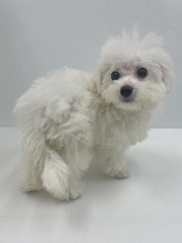 新潟県のハーフ犬・ミックス犬 (ペットアミ 新発田店/2026年6月12日生まれ/女の子/ホワイト)の子犬の3枚目の画像