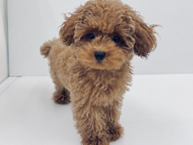 新潟県のトイプードル(トイ) (ペットアミ 新発田店/2026年6月11日生まれ/男の子/レッド)の子犬の1枚目の画像