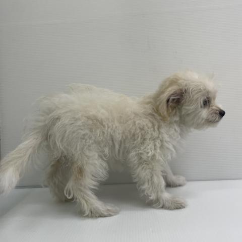 新潟県のハーフ犬・ミックス犬 (ペットアミ 新発田店/2026年3月21日生まれ/男の子/クリームホワイト)の子犬の2枚目の画像