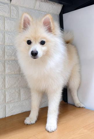 新潟県のポメラニアン (ペットアミ 小千谷店/2026年3月7日生まれ/男の子/クリーム)の子犬の1枚目の画像