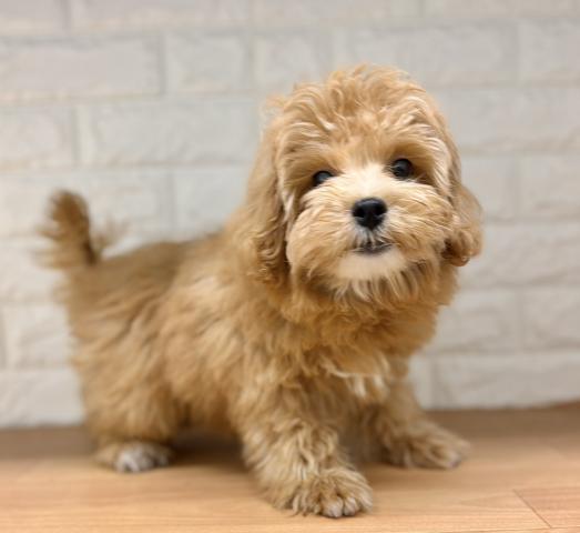 新潟県のハーフ犬・ミックス犬 (ペットアミ 小千谷店/2026年5月16日生まれ/男の子/レッド)の子犬の2枚目の画像