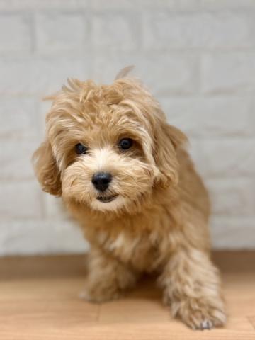 新潟県のハーフ犬・ミックス犬 (ペットアミ 小千谷店/2026年5月16日生まれ/男の子/レッド)の子犬の3枚目の画像