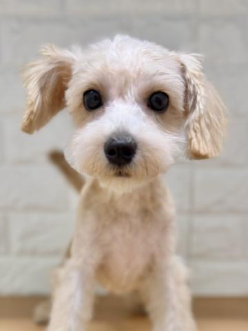 新潟県のハーフ犬・ミックス犬 (ペットアミ 小千谷店/2026年5月8日生まれ/男の子/アプリコット)の子犬の2枚目の画像