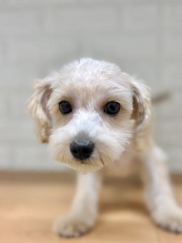 新潟県のハーフ犬・ミックス犬 (ペットアミ 小千谷店/2026年5月8日生まれ/男の子/アプリコット)の子犬の4枚目の画像