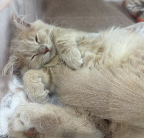 埼玉県のサイベリアン (NICO PET 三郷店/2026年6月13日生まれ/男の子/クリームタビー)の子猫の3枚目の画像
