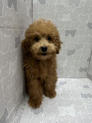 富山県のトイプードル(トイ) (ペットアミ宮野店/2026年5月23日生まれ/男の子/レッド)の子犬の1枚目の画像