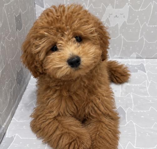 富山県のトイプードル(トイ) (ペットアミ宮野店/2026年5月23日生まれ/男の子/レッド)の子犬の2枚目の画像
