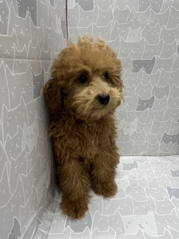 富山県のトイプードル(トイ) (ペットアミ宮野店/2026年5月23日生まれ/男の子/レッド)の子犬の3枚目の画像