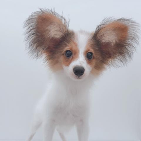 新潟県のパピヨン (ペットアミ 新津店/2026年4月10日生まれ/男の子/ホワイトブラウン)の子犬の2枚目の画像