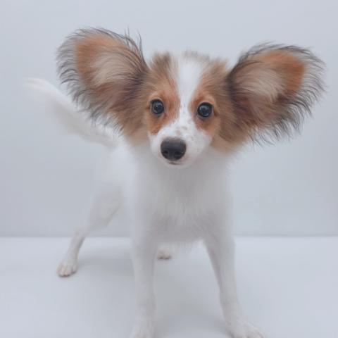 新潟県のパピヨン (ペットアミ 新津店/2026年4月10日生まれ/男の子/ホワイトブラウン)の子犬の3枚目の画像
