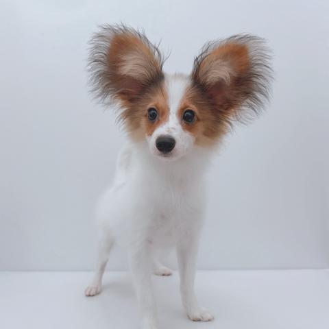 新潟県のパピヨン (ペットアミ 新津店/2026年4月10日生まれ/男の子/ホワイトブラウン)の子犬の4枚目の画像