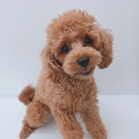 新潟県のトイプードル(トイ) (ペットアミ 新津店/2025年10月24日生まれ/女の子/レッド)の子犬の2枚目の画像