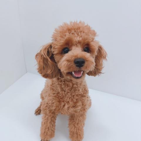 新潟県のトイプードル(トイ) (ペットアミ 新津店/2025年10月24日生まれ/女の子/レッド)の子犬の3枚目の画像