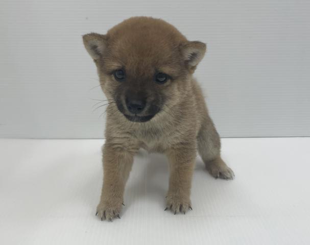 豆柴犬