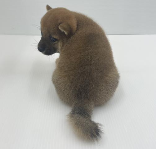 豆柴犬