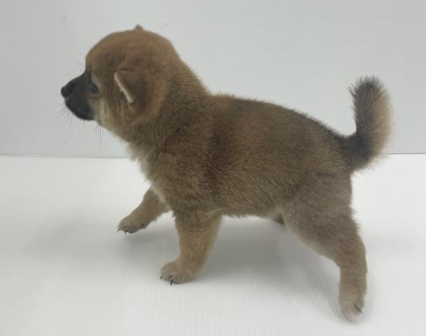 豆柴犬