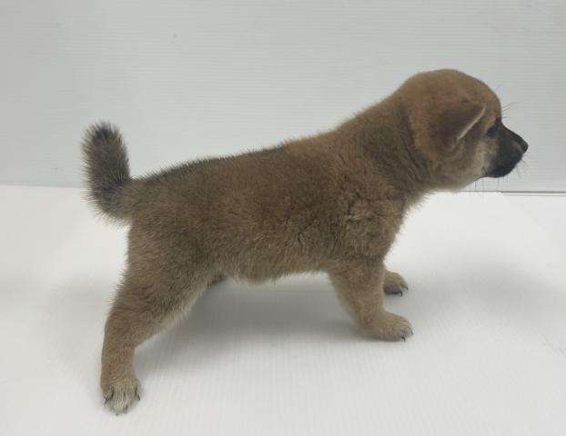 豆柴犬