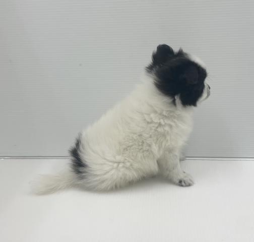 MIX