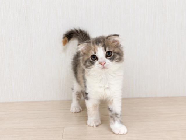 スコティッシュフォールド