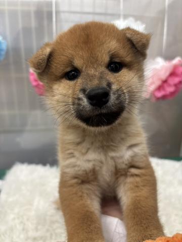 柴犬