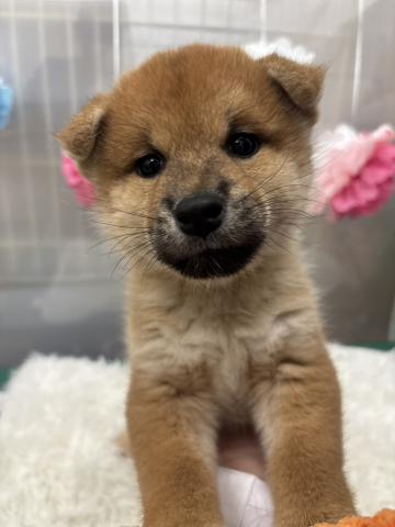 柴犬