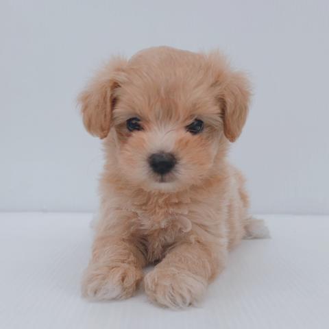 新潟県のハーフ犬・ミックス犬 (ペットアミ 新津店/2026年7月3日生まれ/男の子/アプリコット)の子犬の1枚目の画像