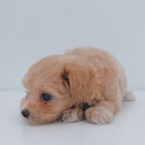 新潟県のハーフ犬・ミックス犬 (ペットアミ 新津店/2026年7月3日生まれ/男の子/アプリコット)の子犬の2枚目の画像