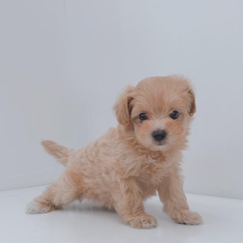 新潟県のハーフ犬・ミックス犬 (ペットアミ 新津店/2026年7月3日生まれ/男の子/アプリコット)の子犬の3枚目の画像